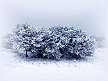 Beautiful forest, trees, white, snow, ice HD wallpaper
