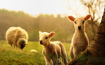Different baby animals, Wide variety, Wholesome innocence, Adorable HD wallpaper