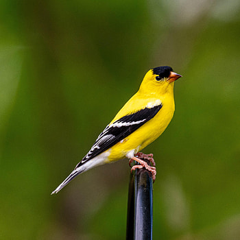 Animals, Feather, Bright, Bird, Goldfinch HD phone wallpaper