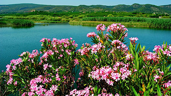Flowers at Greenery Lake Shore, river, bank, lake, shore, pink, emerald, green, nature, flowers HD wallpaper