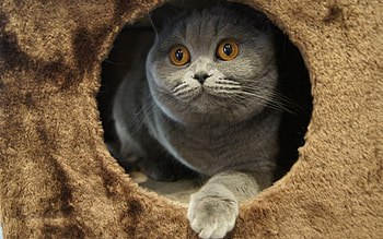 Animals, Sit, Cat, Grey, Playful HD wallpaper