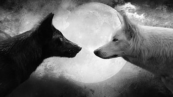 Wolf HD wallpaper