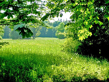 Plants, Landscape, Trees, Grass HD wallpaper