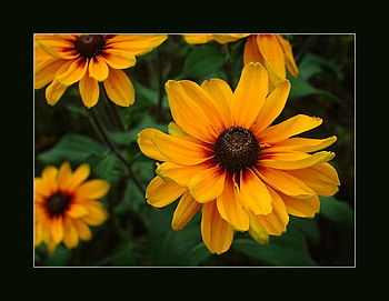 Warm-colors, flower, frame, green, nature, flowers, warm, orange HD wallpaper