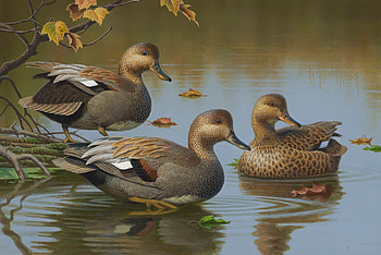 Ducks on the Sea, ducks, birds, water, animals HD wallpaper