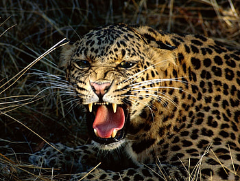 Animals, Leopards HD wallpaper