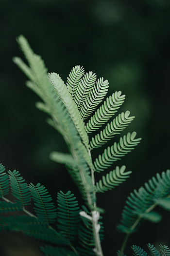 Leaves, Plant, Macro, Branch HD phone wallpaper