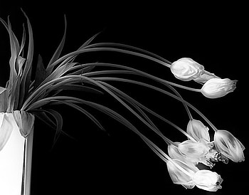 Flowers, abstract, black and white HD wallpaper
