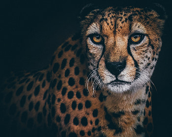 Cheetah, animal, eyes, ghepard, face HD wallpaper
