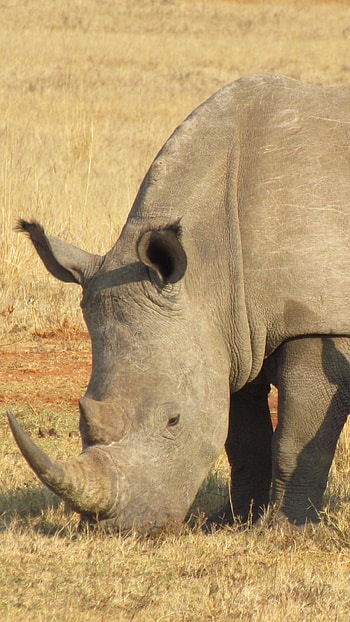Rhino animal, Powerful rhino depiction, Majestic wildlife , Rhino in natural habitat HD phone wallpaper