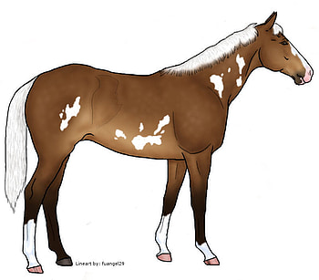 warmblood horse, sexy, like g 6, mare, boy, hot, fly HD wallpaper