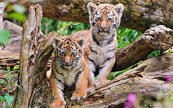Animals, Wood, Young, Couple, Pair, Tree, Cubs, Tiger Cubs HD wallpaper