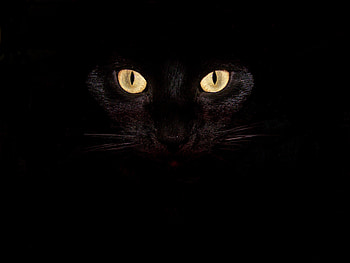 30 Halloween | Best Design Options HD wallpaper