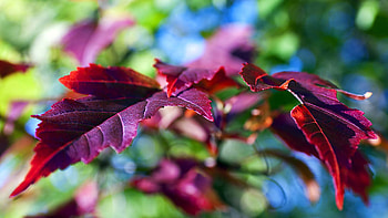 Lilac Violet Green Leaves Tree Branches Blur Bokeh Background graphy HD wallpaper