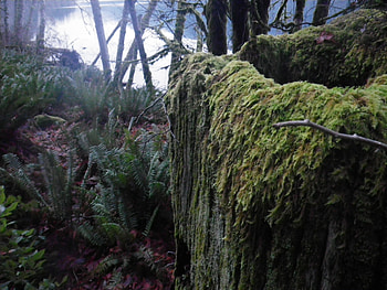 Hidden Treasures III, hidden treasures, lakes in washington, lakes in wa, lake crescent, lk cresent, port angeles, olympic peninsua HD wallpaper