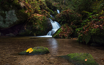 Stream, nature, tree, moss HD wallpaper