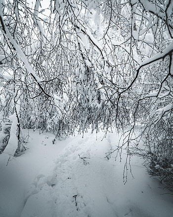 Winter, Nature, Snow, Bush, Branches HD phone wallpaper