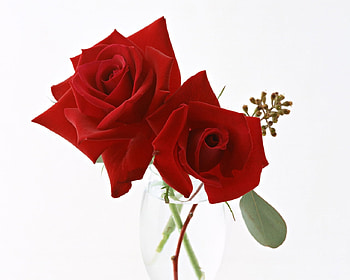 love roses, flowers, roses, love, red HD wallpaper