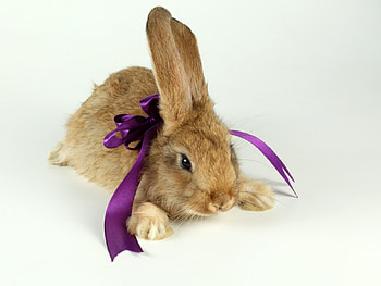 Animals, Rodents, Rabbits HD wallpaper