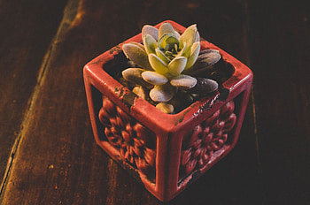 Flowers, Plant, Indoor Plant, Houseplant, Pot HD wallpaper