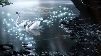 An Evening Swim, night, exciting, wondrou, awesome, stars, wonderful, beach, twilight, shore, bright, couple, trees, stagy, surprising, rocks, tree, lake, histrionic, melodramatic, operatic, swim, pair, romantic, pool, blue, shadow, spectacular, glitter, shine, amazing, marvellous, water, pond, astonishing, theatrical, eye opening, fabulous, astounding, swans, love, or stagey, marvelous, evening, forever HD wallpaper