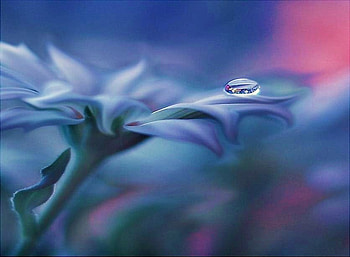 A kiss of dew, dew drop, pink and blue, flower, misty, muted color, pastels HD wallpaper