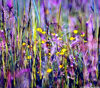 Nature - colorful mixture, natural, wild flowers, interesting, a mixture of bright colors, , beautiful, nature HD wallpaper