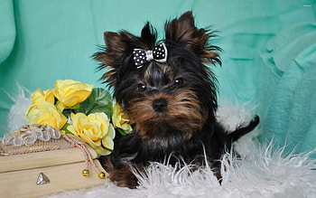 Yorkshire Terrier, Animal , 43243 HD wallpaper