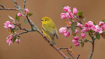 Willow Warbler, animal, nature, bird HD wallpaper