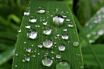 Leaf, veins, water drops, close up HD wallpaper