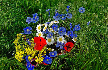 Flowers, Grass, Poppies, Camomile, Bouquet, Brightly, Colorfully, Graphically HD wallpaper