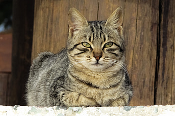 Animals, Cat, Lies, Kitty, Kitten, Muzzle HD wallpaper