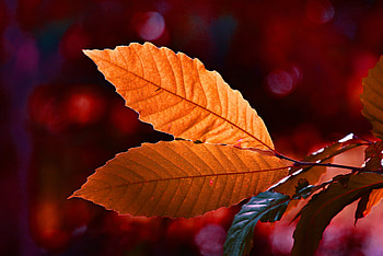 Autumn Colour Leaf , autumn, leaf, nature, graphy HD wallpaper