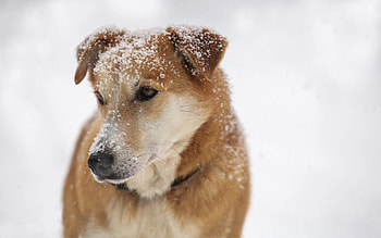 Animals, Snow, Dog, Muzzle, Sadness, Sight, Opinion, Sorrow HD wallpaper