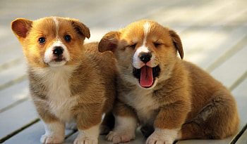 Best of friends to the end., soft, loving, cuddly animals, puppys HD wallpaper