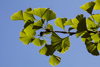 Ginkgo Biloba, Moritz Lhoest graphy, Stunning captures, Nature's art HD wallpaper