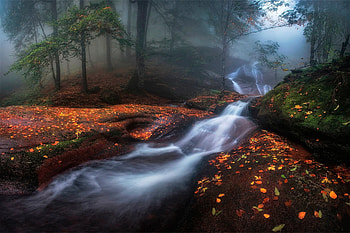stream in the foggy forest, autumn, leaves, fog, stream HD wallpaper