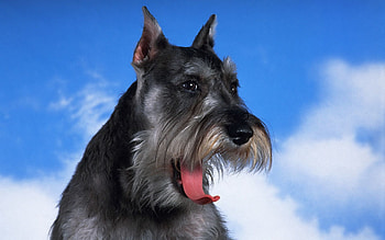 Animals, Fluffy, Dog, Muzzle, Yawn, To Yawn, Schnauzer HD wallpaper