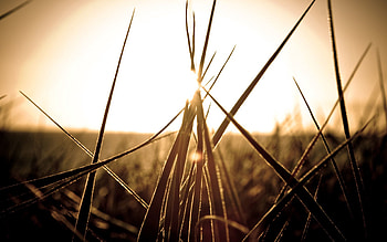 Nature, Sunset, Grass, Grey HD wallpaper