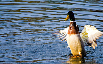 Animals, Water, Duck, Wings, Wave, Sweep HD wallpaper