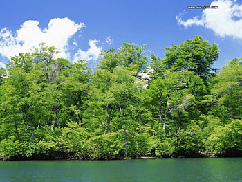 WATER AND TREES!!!, trees, and nature, sky, water HD wallpaper