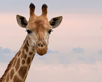 Charming close-up of a giraffe's face against a gentle sky in South Africa. HD wallpaper