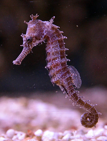 Seahorse, Genome sequencing, Evolution mechanisms, Research HD phone wallpaper