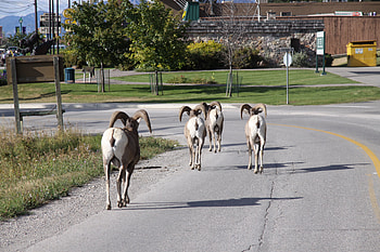 Mountain Goats they own the road to Banff, goats, green, trees, road, mountain HD wallpaper