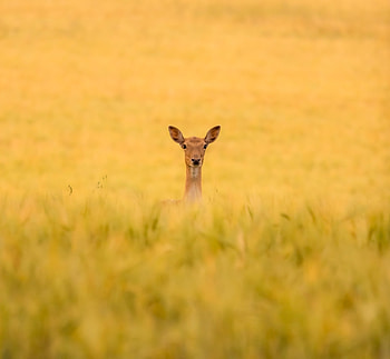 Deer, grassland, nature HD wallpaper