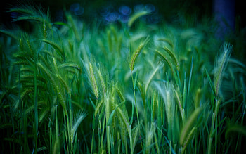 Nature, Grass, Ears, Spikes HD wallpaper