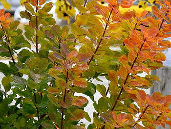 Fall Leaves, Leaves, graphy, Fall, November, Nature HD wallpaper