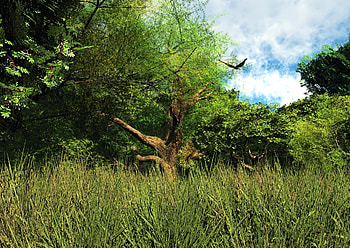 Nature, Trees, Grass HD wallpaper