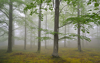 Landscape, Nature, Trees HD wallpaper