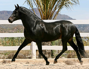 Slow Walk, spanish, andalusian, horses, black HD wallpaper